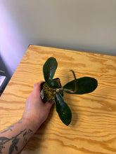 Load image into Gallery viewer, 221. Hoya Meliflua
