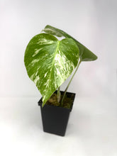 Load image into Gallery viewer, Monstera Deliciosa Albo Variegated B