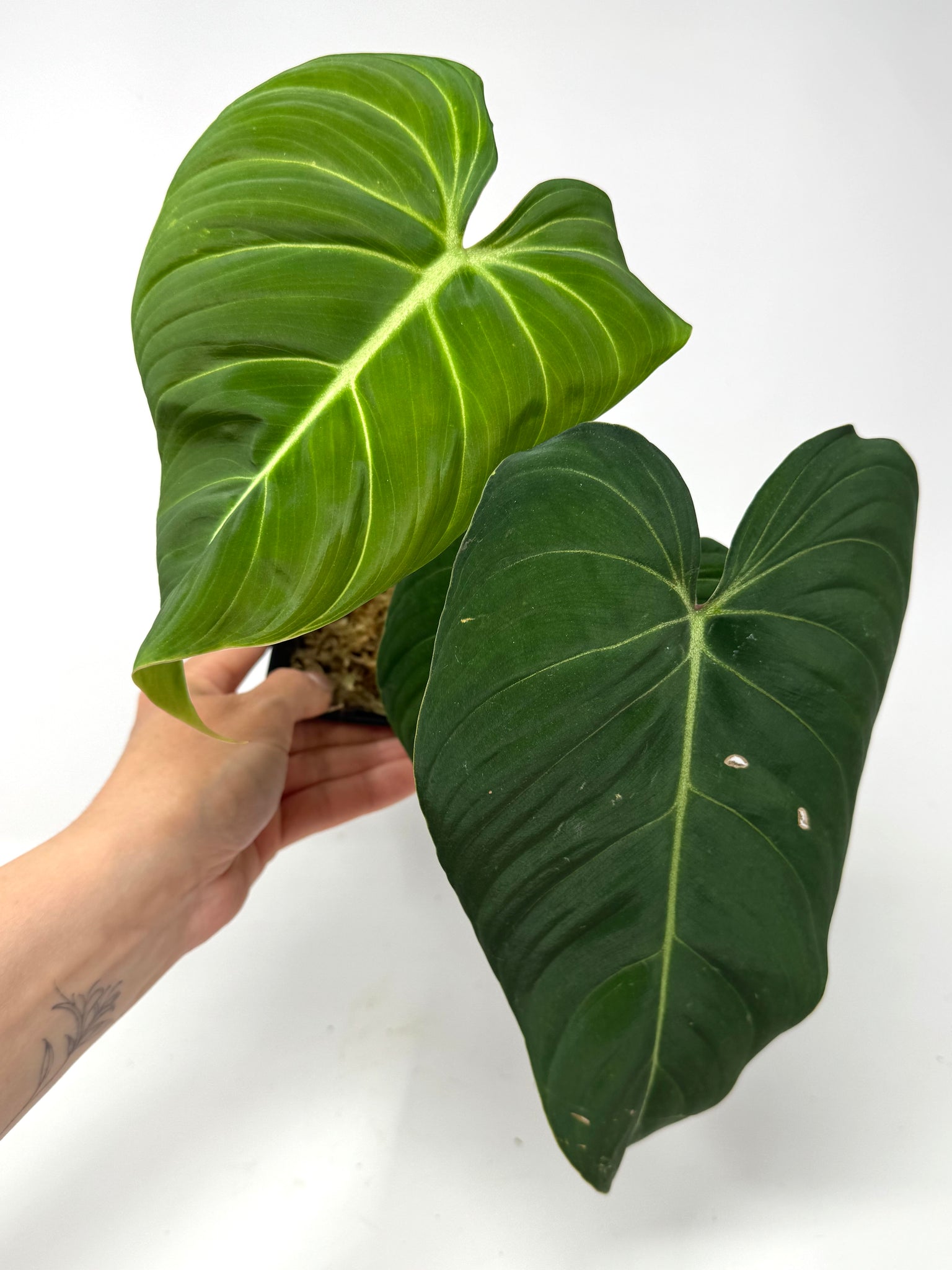 philodendron glorious Philodendron Glorious – Planthaven Toronto