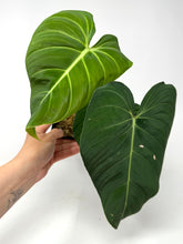 Load image into Gallery viewer, Philodendron Glorious