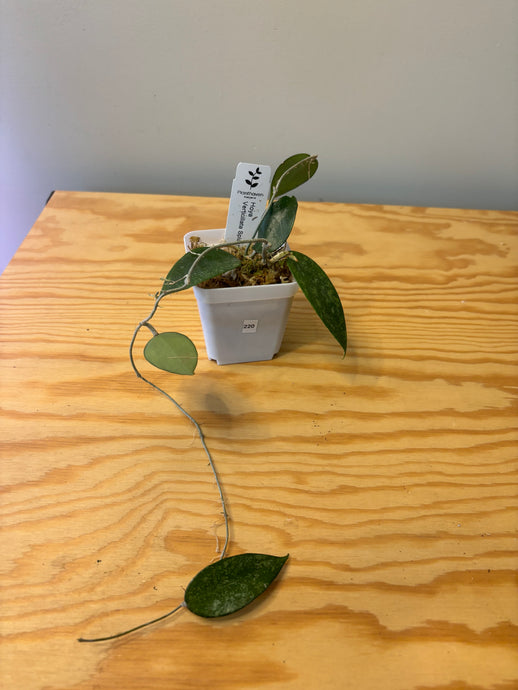 220. Hoya Verticillata Splash