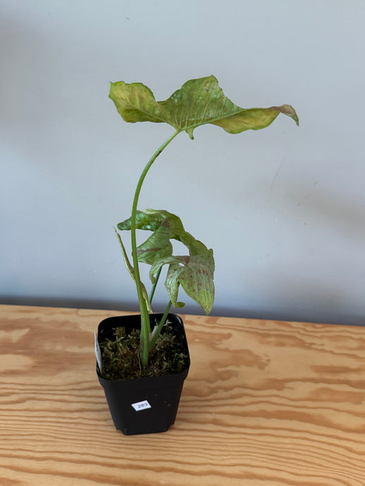 283. Syngonium Podophyllum Milk Confetti