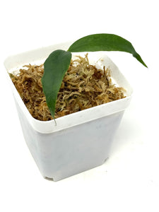 Hoya Liwa