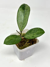 Load image into Gallery viewer, Hoya Meena Silver (H. Crassipetiolata Splash x H. 'Michele') A