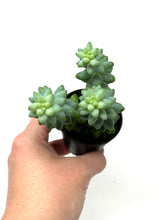 Load image into Gallery viewer, Sedum Morganianum ‘Burro’s Tail’