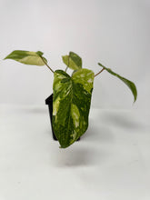 Load image into Gallery viewer, Philodendron Gloriosum Variegated A