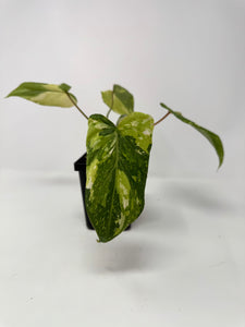 Philodendron Gloriosum Variegated A