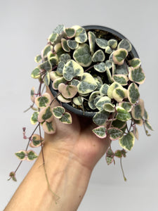 Ceropegia Woodii Variegated ‘String of Hearts’