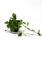 Load image into Gallery viewer, Hoya Heuschkeliana
