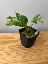 Load image into Gallery viewer, 113. Rhaphidophora Tetrasperma Variegated