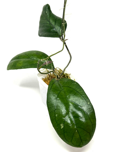 Hoya Irina (Finlaysonii x Meredithii)