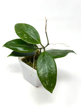 Load image into Gallery viewer, Hoya Ally (Memoria x IR26)