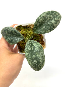 Hoya Waymaniae ‘Cloudy Sky’