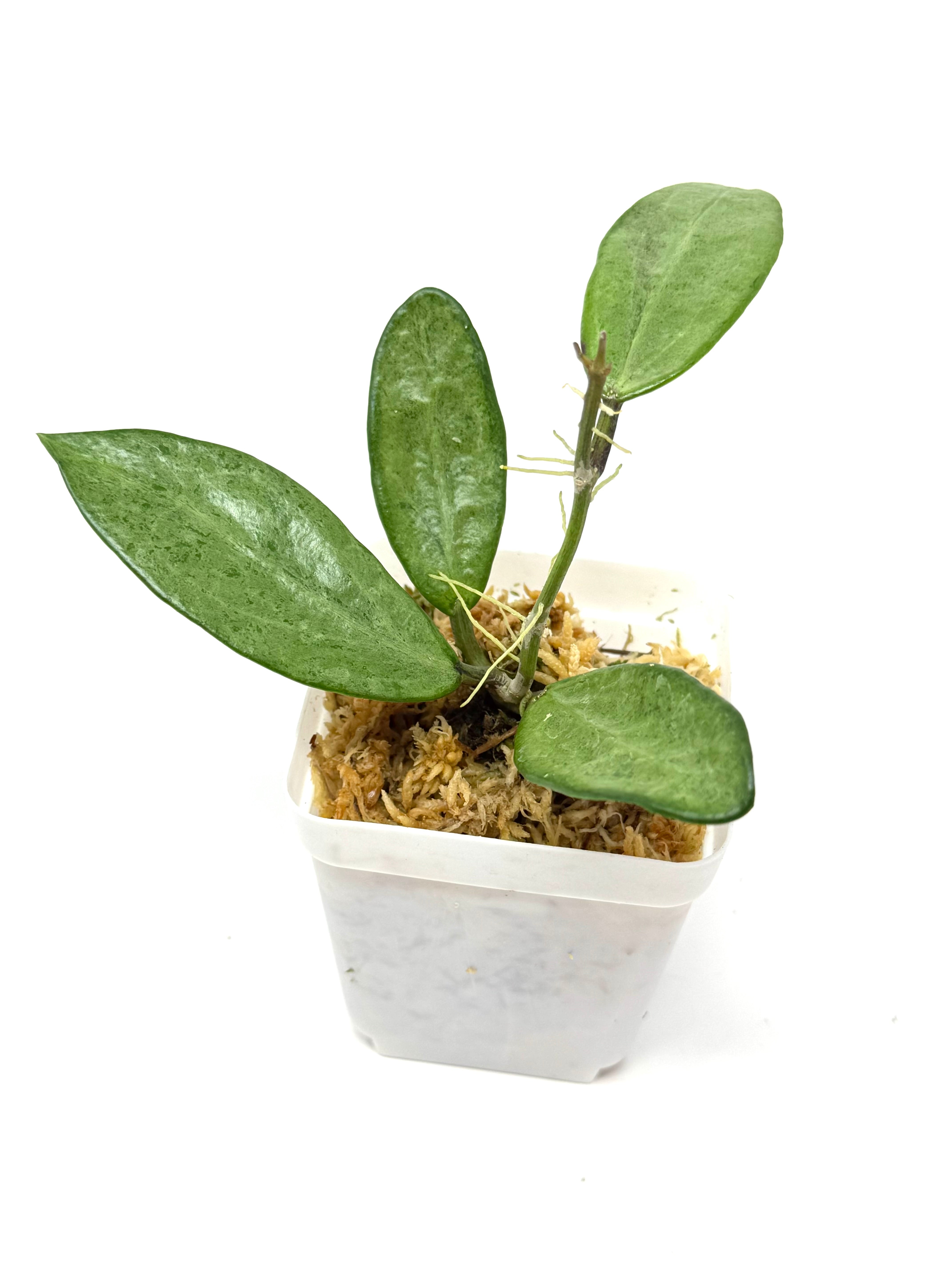 Hoya Silver Lady – Planthaven Toronto Hoya Silver Lady – Planthaven Toronto