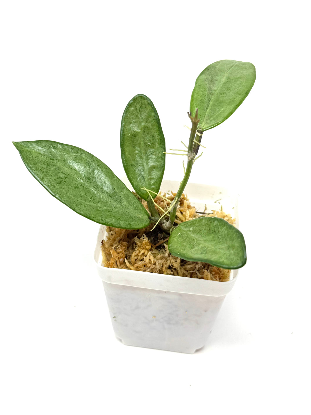 Hoya Silver Lady