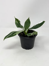 Load image into Gallery viewer, Philodendron White Wizard (high variegation)