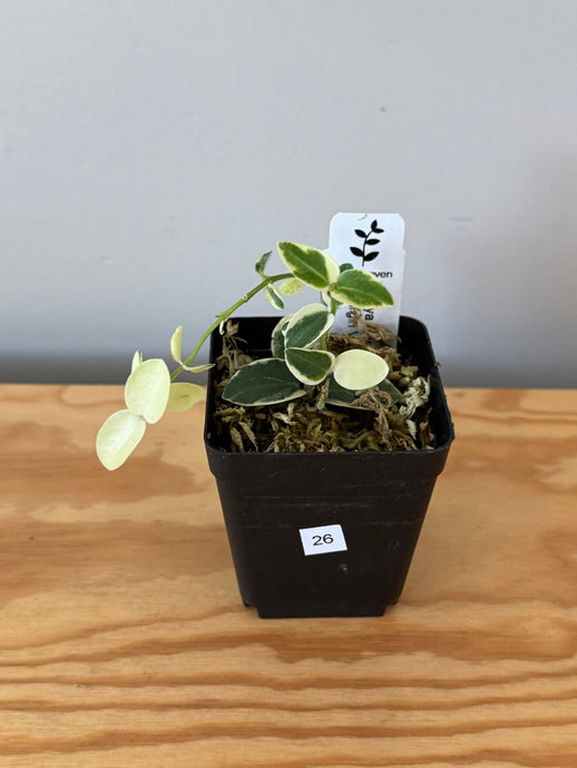 26. Hoya Cumingiana Variegated