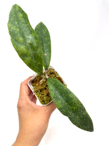 Hoya Lambii Silver E