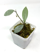 Load image into Gallery viewer, Hoya Wilbur Graves Silver G