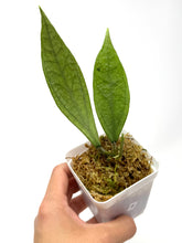 Load image into Gallery viewer, Hoya Germany Silver B