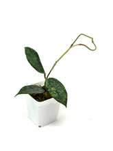 Load image into Gallery viewer, Hoya Rangsan