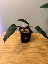 Load image into Gallery viewer, 172. Philodendron Mexicanum