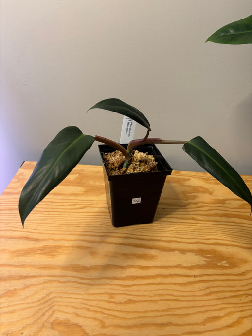 172. Philodendron Mexicanum