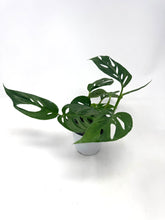 Load image into Gallery viewer, Monstera Adansonii