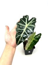 Load image into Gallery viewer, Alocasia Amazonica Variegated A