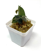 Load image into Gallery viewer, Hoya Thomsonii