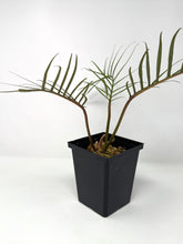 Load image into Gallery viewer, Philodendron Tortum
