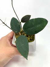 Load image into Gallery viewer, Hoya Caudata &#39;Sumatra&#39;