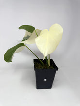 Load image into Gallery viewer, Monstera Deliciosa Albo Variegated E