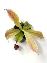Load image into Gallery viewer, Nepenthes Mirabilis
