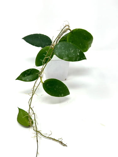 Hoya Caudata 'Sumatra'