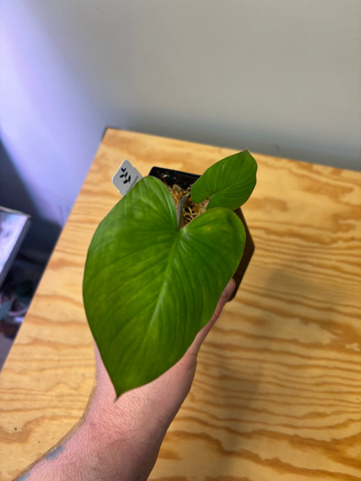 228. Homalomena Rubescens Variegated (reverted)
