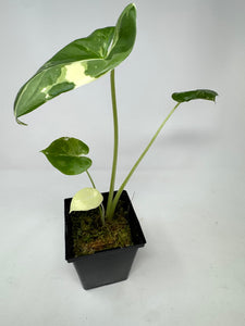 Alocasia Maccrorhiza Variegated D