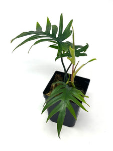 Philodendron Mayoi