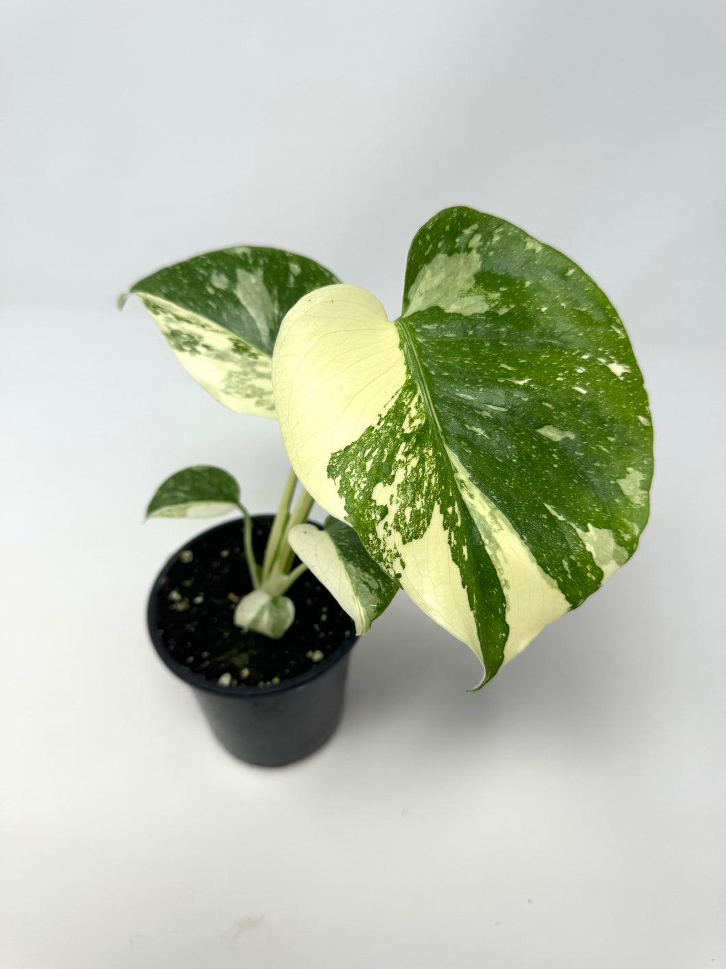 Monstera 'Thai Constellation' (high variegation, 4.5”)