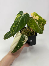 Load image into Gallery viewer, Philodendron Gloriosum Variegated A