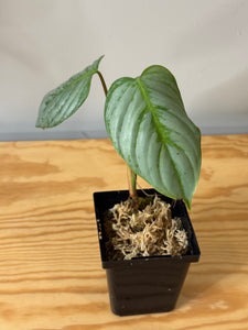 155. Philodendron Sodiroi