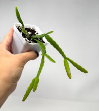 Load image into Gallery viewer, Rhipsalis Micrantha- Ships within Canada Only