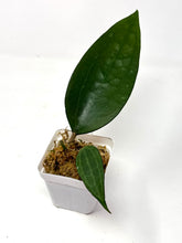 Load image into Gallery viewer, Hoya Macrophylla cv. Fadia