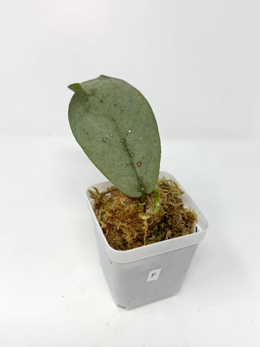 Hoya Mitrata Silver F