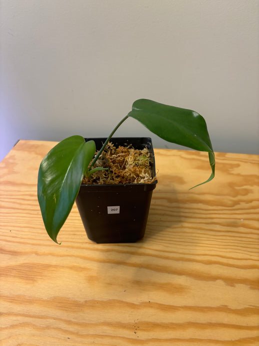 207. Philodendron Mayoi