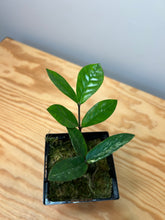 Load image into Gallery viewer, 129. Zamioculcas Zamiifolia ‘ZZ’ Variegated