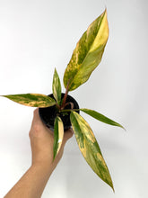 Load image into Gallery viewer, Philodendron Caramel Marble 4”