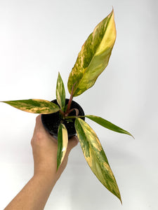 Philodendron Caramel Marble 4”