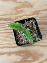 Load image into Gallery viewer, 153. Monstera Obliqua