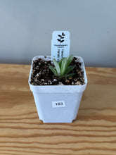 Load image into Gallery viewer, 163. Haworthia Hanabi Variegated